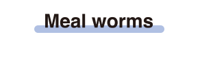 Meal worms