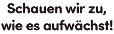 Schauen wir zu, wie es aufwächst!