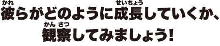 彼らがどのように成長していくか、観察してみましょう！