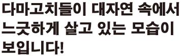 다마고치들이 대자연 속에서 느긋하게 살고 있는 모습이 보입니다!