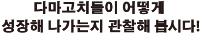 다마고치들이 어떻게 성장해 나가는지 관찰해 봅시다!