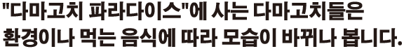'다마고치 파라다이스' 에 사는 다마고치들은 환경이나 먹는 음식에 따라 모습이 바뀌나 봅니다.