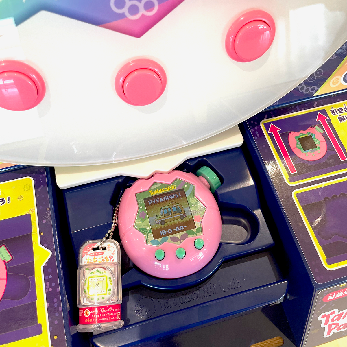 Lab Tamaを遊んでいる様子