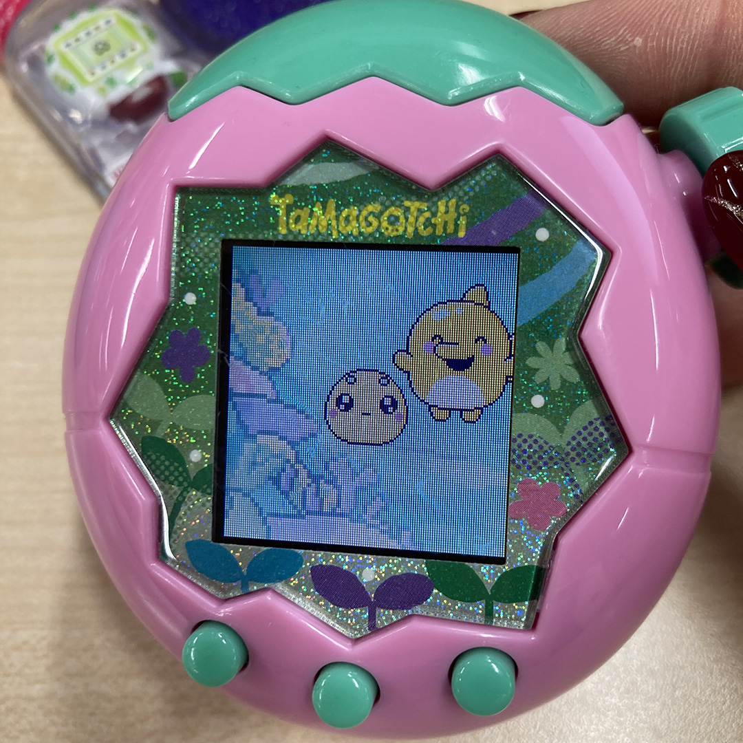 れさぱんの遺伝子をついだまるっちが生まれた！